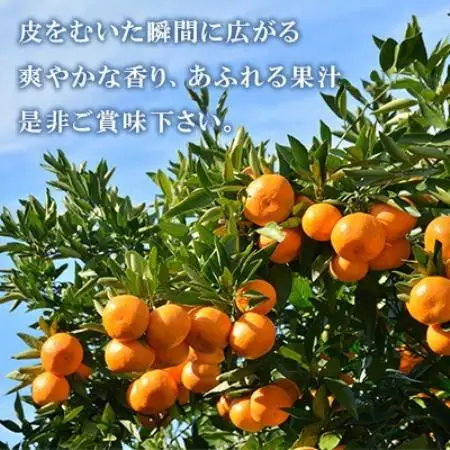 温州みかん約5キロ【1727486】