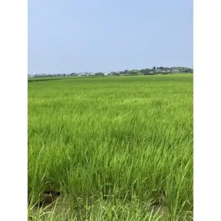 千葉県館山産ふさおとめ　精米　4.5kg【1735244】