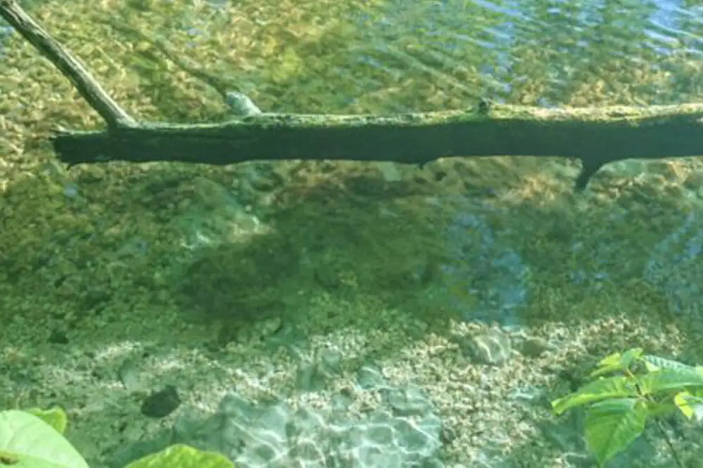 十和田湖西湖畔ウォークガイドプライベートツアー（通常期・1組・2～10名様まで利用可）＜レターパックプラス＞