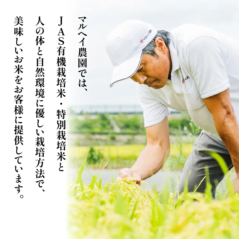 【 令和8年産 】 特別栽培米 雪若丸 計10kg ( 5kg×2袋 ) 