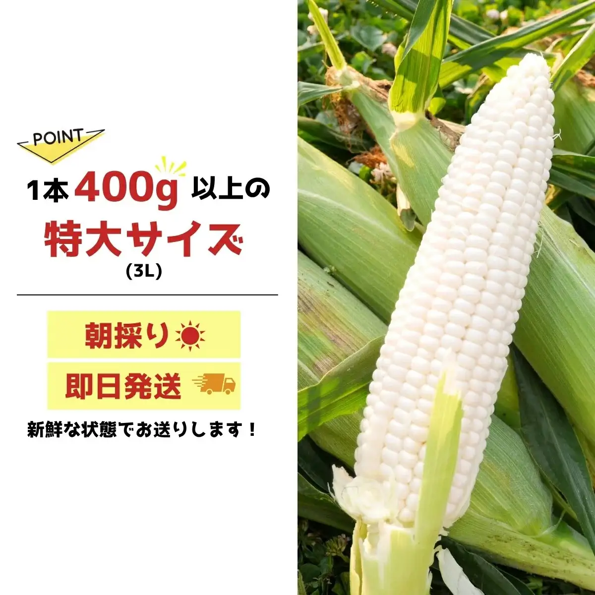 ハニーホワイト 5本 ＜先行予約＞ 特大サイズ(3L) ハニーホワイト 東松山市