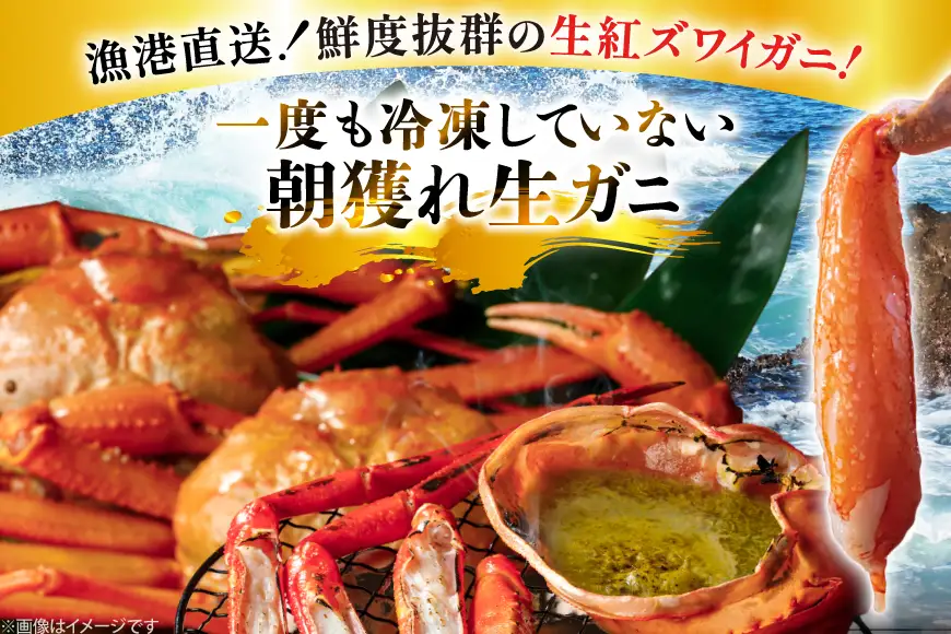 カニ 訳あり 朝どれ生紅ズワイガニ 2～4尾 計1.5kg以上 (1尾サイズ：500g～1kg以上) [JF西海 石川県 志賀町 sk17jkf30064]