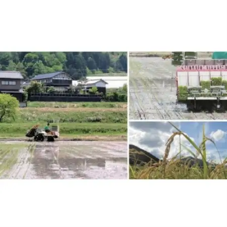 【先行受付】令和8年新米　数量限定　京都与謝野町産コシヒカリ「京の豆っこ米」玄米10kg×2袋【1724715】