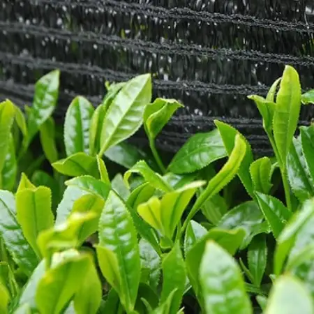 静岡の茶草場農法　高級深蒸し掛川茶「菱東」さえみどり　かぶせ茶　80g×3本セット【配送不可地域：離島・沖縄県】【1649883】