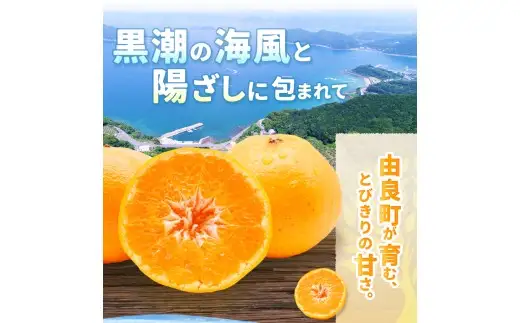 はるみ みかん 10kg S～4Lサイズ混合 / くだもの 甘い 柑橘 果物 和歌山 ※2027年2月上旬～2月中旬頃に順次発送予定 【nktn013-r-10】