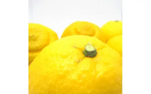 【先行予約】特選 濃厚 不知火 (通称デコポン) 3kg+200g(痛み補償分)　※着日指定不可【ard258】 