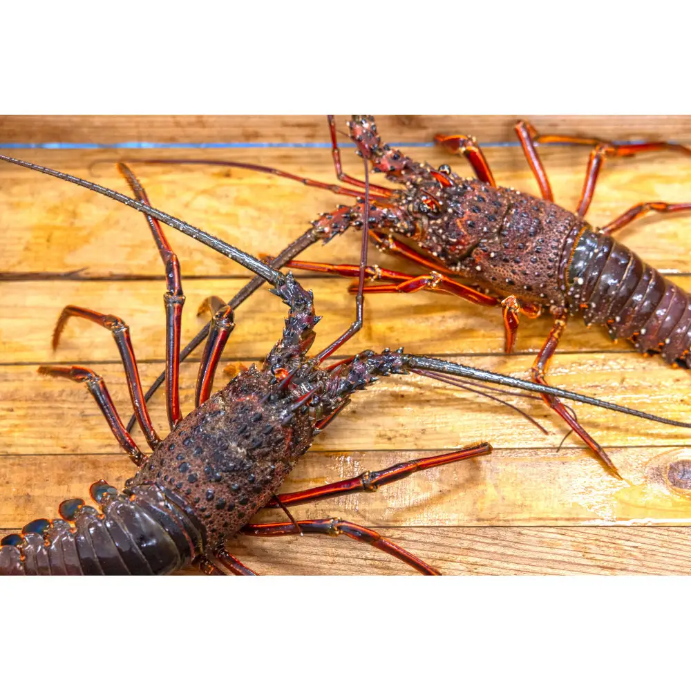 那智勝浦産 伊勢海老 1kg（各100～300g・4～5匹）