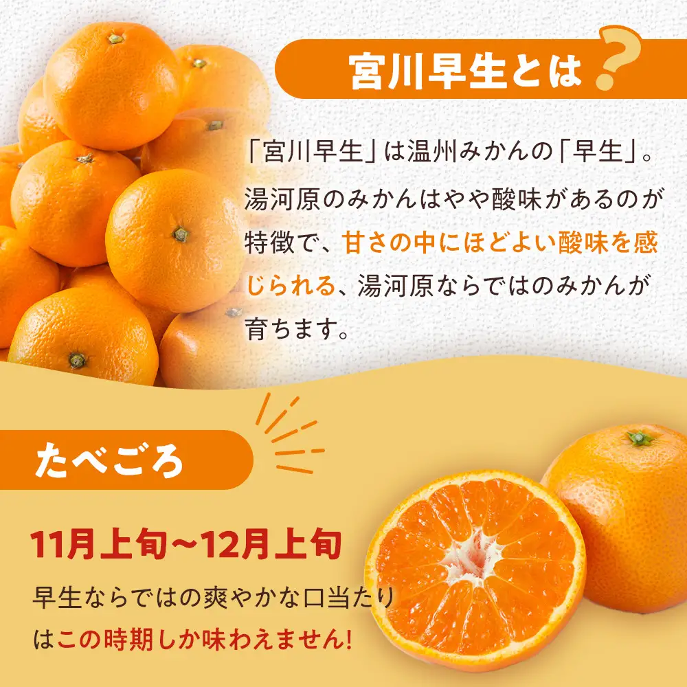 甘みと酸味のバランス抜群・宮川早生みかん　5kg(Lサイズ) | 湯河原町 Lサイズ 5kg 宮川早生みかん 果物 旬 みかん フレッシュ
