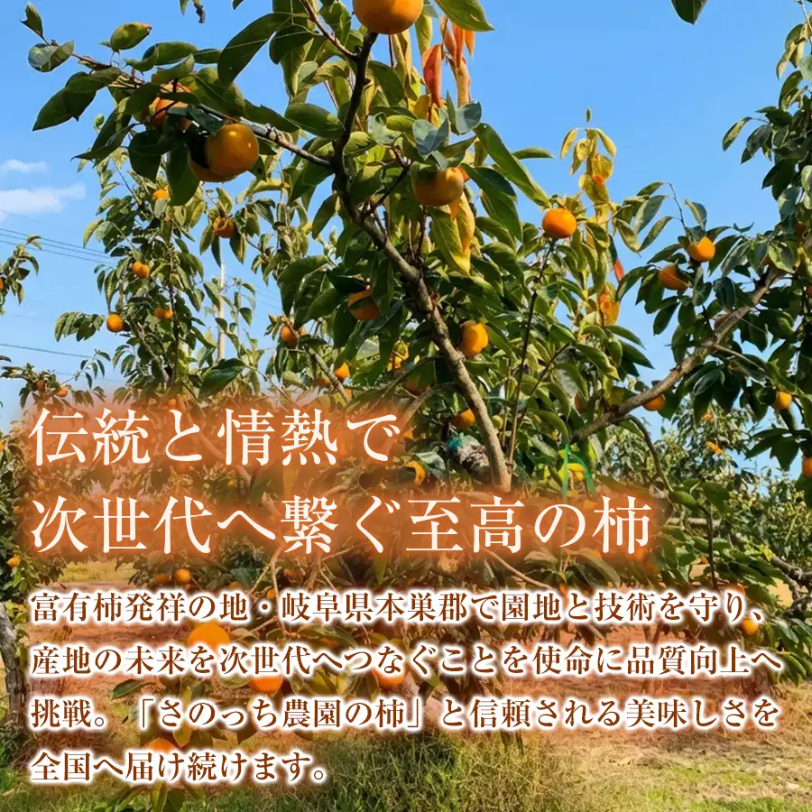 【訳あり品】先行予約 令和8年11月中旬順次発送 富有柿 ( 8個 ／ 1.8kg ) 1箱 岐阜県 本巣郡 北方町