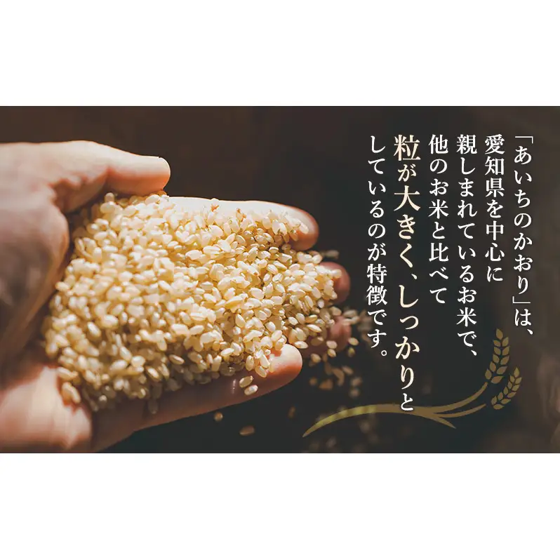 愛知県産 あいちのかおり 玄米 5kg お米 玄米 ライス ご飯 おにぎり お