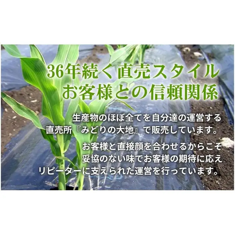 【先行予約】とうもろこし プレミアム味来 みどりの大地 10kg（16～24本入り） 茹でとうもろこし スイートコーン ミラクルコーン 甘いコーン 野菜 長野県 信州 上田
