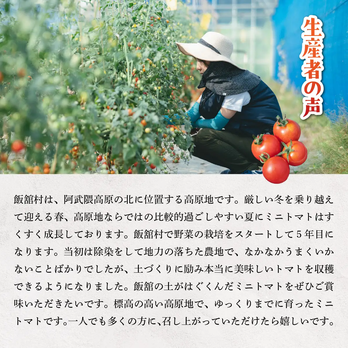 【8月中旬以降発送】飯舘村のミニトマト ITTAO001
