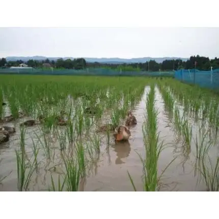 先行予約 令和8年 新潟県産コシヒカリ 【アイガモ農法】 5kg 5キロ JAS有機栽培米 上越市 三和区神田 富永農産