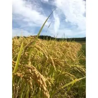 先行予約 令和8年 新潟県産コシヒカリ 【アイガモ農法】 JAS有機発芽玄米 3kg（ 1kg×3袋 ） 上越市 三和区 富永農産