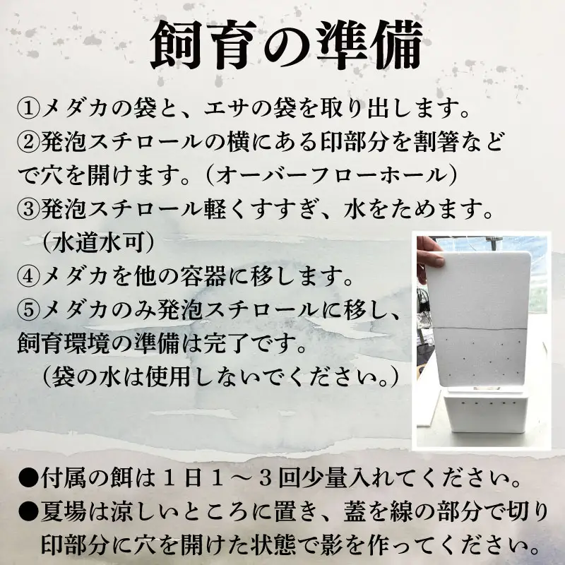 楊貴妃 めだか 7匹 ＋ 死着補償 エサ付き【 めだか 】