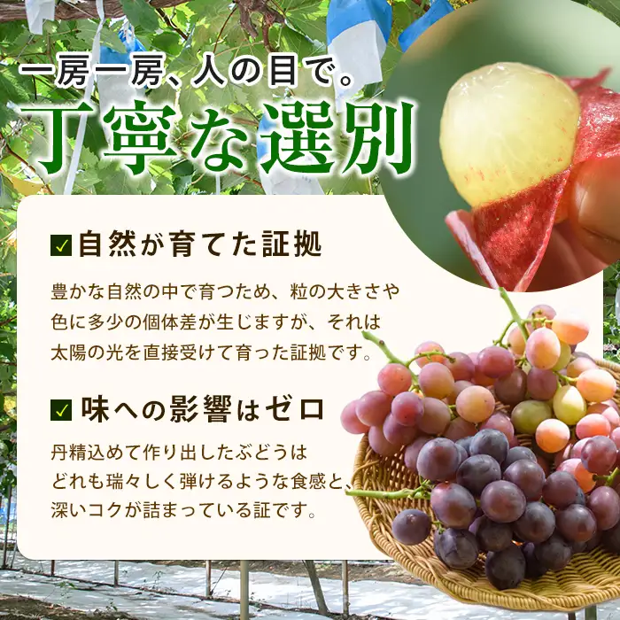 【2026年7月下旬〜発送】＜期間限定＞迫田果樹園のぶどう クイーンニーナ 約1.5kg (迫田果樹園/IB064-011)