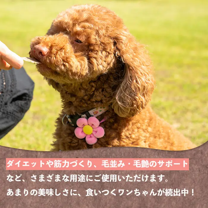 愛犬用 鹿肉 ジャーキー 40g 【カノンホールディングス】 i1345