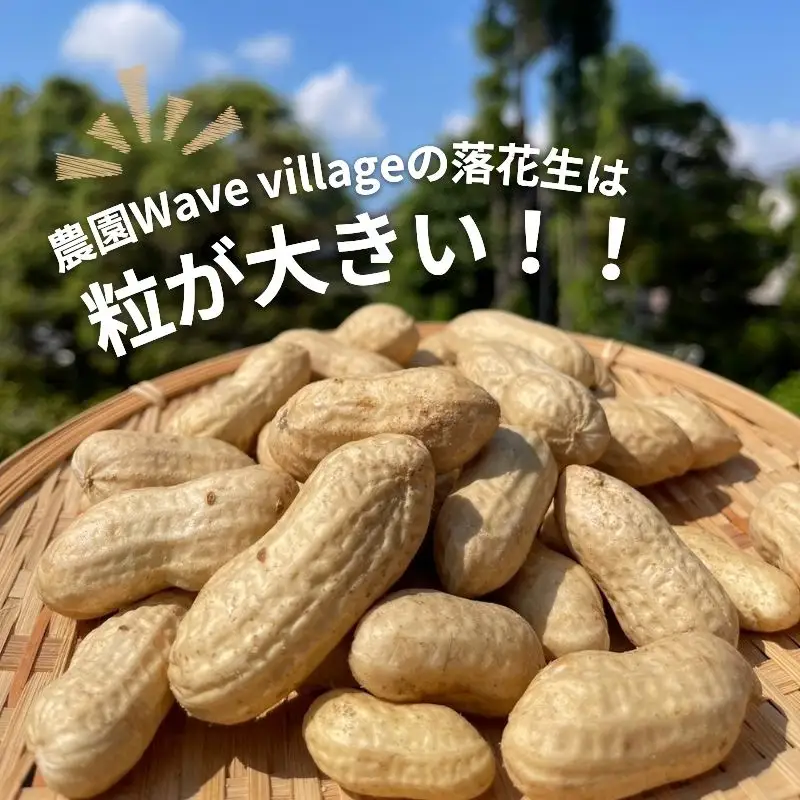 訳あり 落花生 8月～11月発送 (約1kg) | 京都府久御山町 落花生