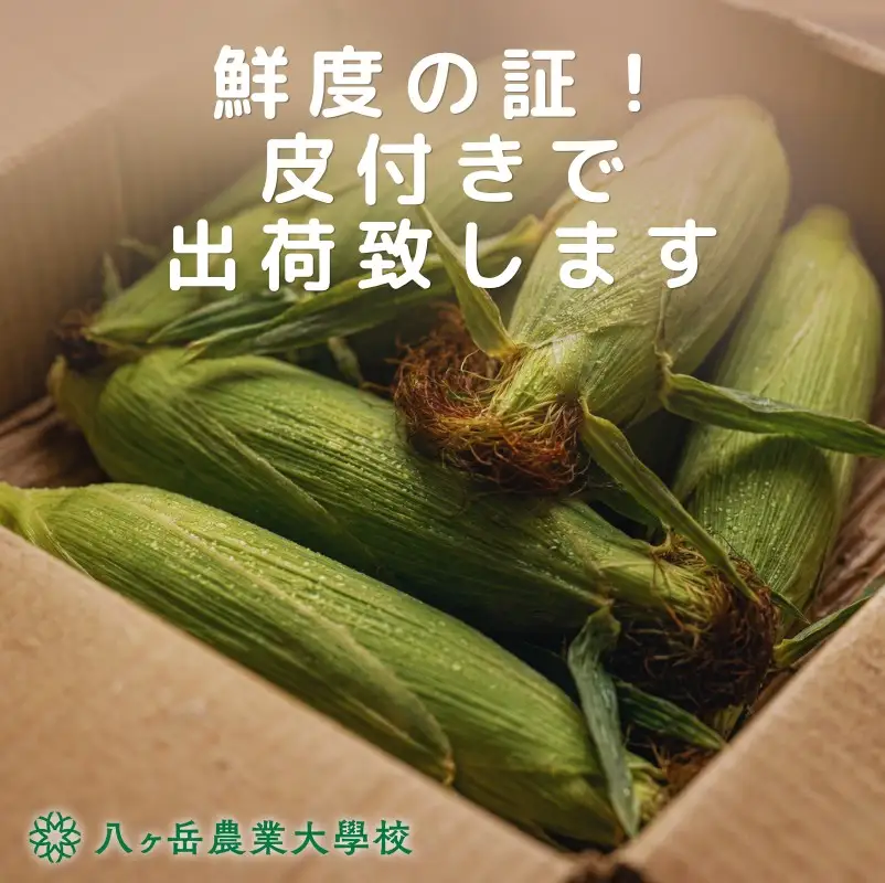 朝採れ 直送 フルーツのような甘さ 『 皮付き 』 生とうもろこし 10本