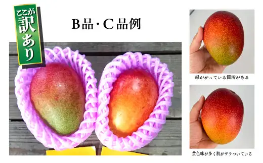 【訳あり】完熟マンゴー 2L×5玉（パック）【濃厚 高級 宮崎 果物 フルーツ 贈答 ギフト 甘い 先行受付 送料無料】【JA綾町】_A0114-1081