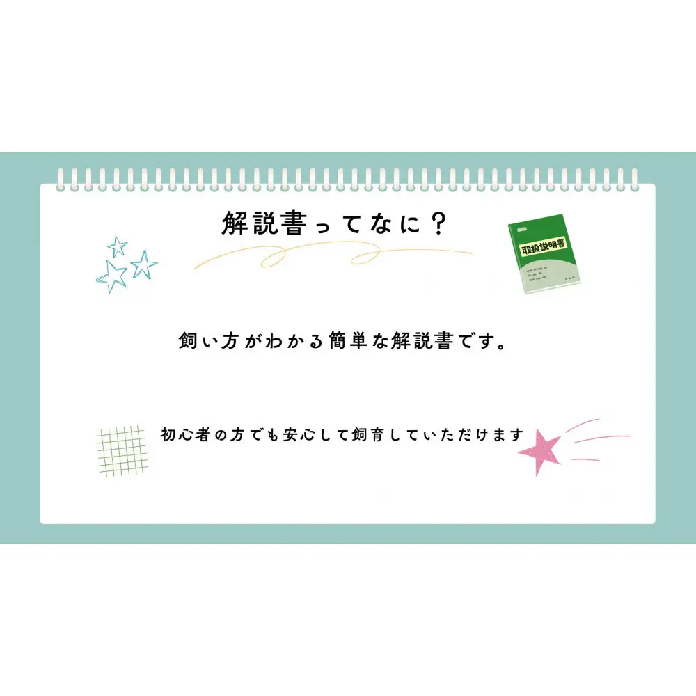 【虹色Farm】ヘラクレスオオカブト 幼虫2匹(ペア)飼育キット3点付(育て方解説書・菌床マット・人工蛹室)｜京都 ヘラクレス 人気