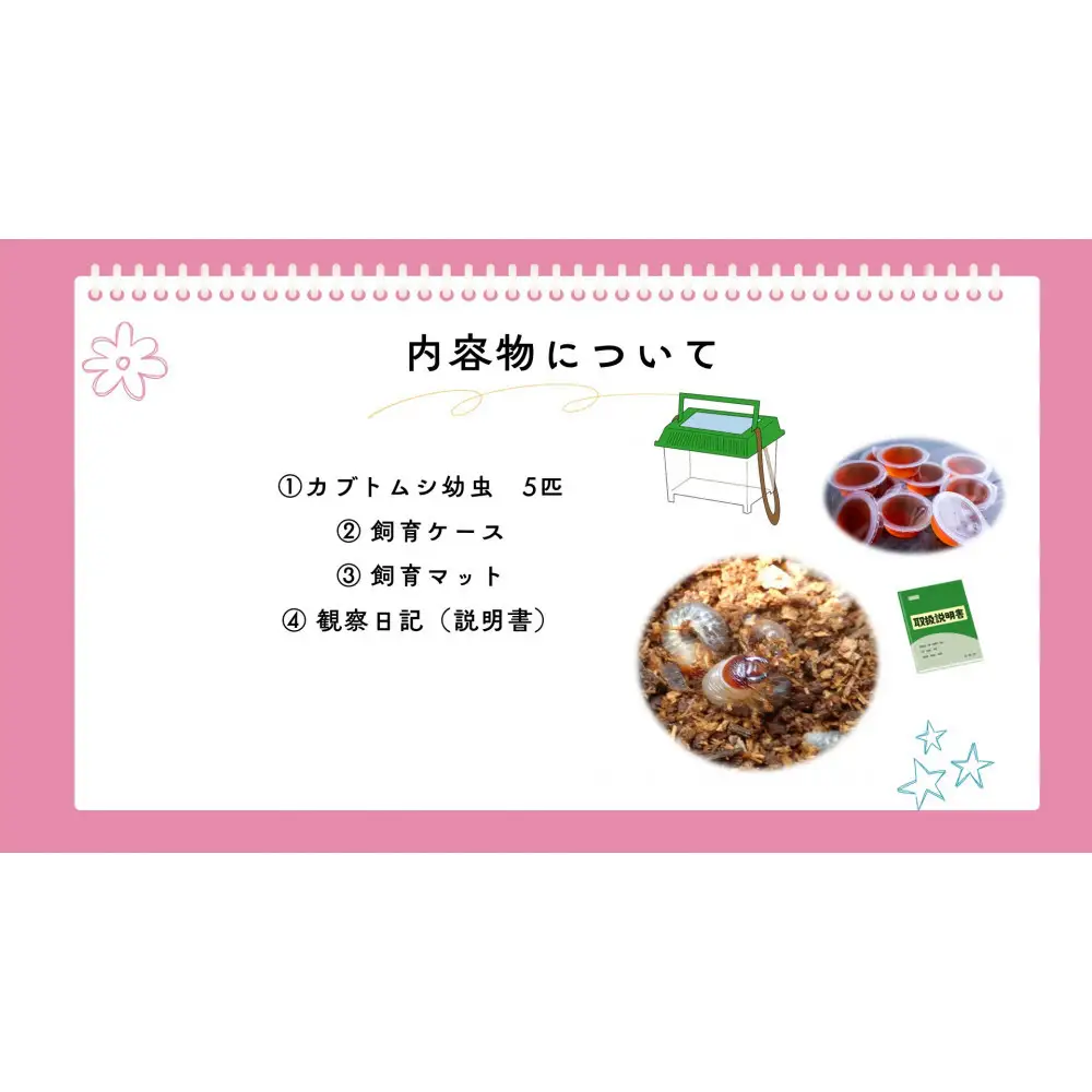 【虹色Farm】国産カブトムシ幼虫5匹観察セット(飼育キット付) ｜京都 カブトムシ 人気
