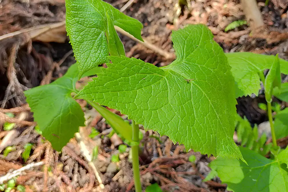 【先行受付】青森県十和田市産 山菜セット（2～5種類 種類おまかせ）1箱