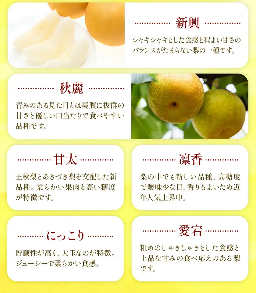 おまかせ梨 3㎏ 贈答用化粧箱（5～9玉） 日本フルーツ株式会社《8月上旬-10月上旬頃出荷予定》