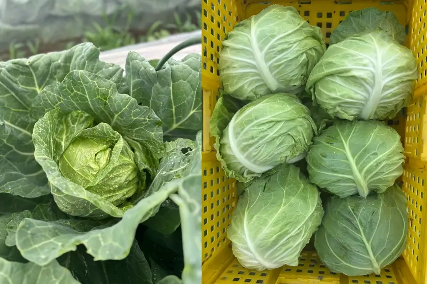 【期間限定発送】 3種 野菜 ( キャベツ さつまいも 里芋 ) 計約4kg セット [農家の店しゃんくすろーど 山形県 高畠町 tk06bcz250000]