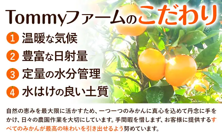 訳あり 木なり ハッサク 約5kg  笑いの里のTommyファーム