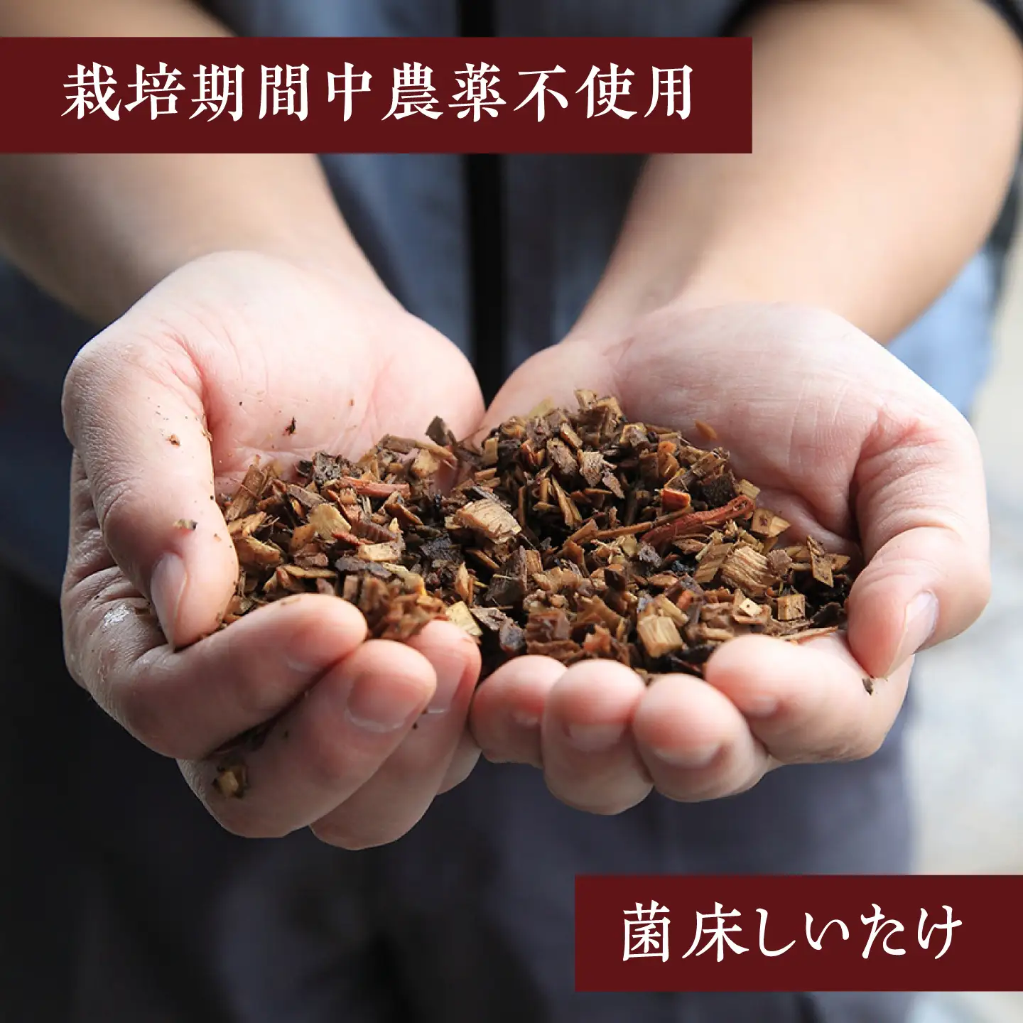 乾燥しいたけ 80g 2袋 計160g  / きのこ キノコ 茸 シイタケ  / 南島原市 / サンエスファーム[SBX004]