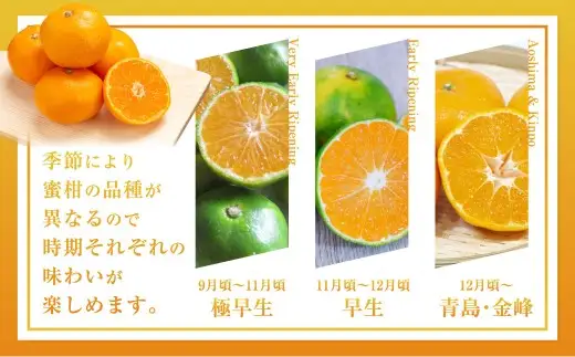 【規格外品】熊本市産 完熟 蜜柑 ご家庭用 12kg 【2026年9月上旬～2027年2月上旬迄発送予定】 みかん ミカン 果物 フルーツ