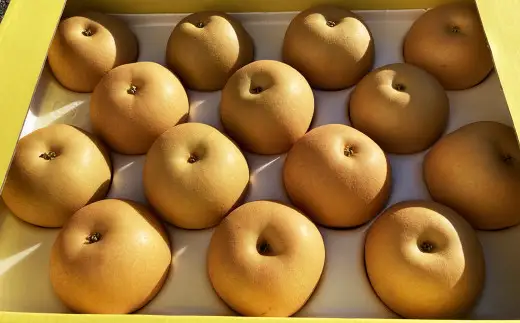 熊本市産 芳野梨 旬の品種 5kg なし ナシ 梨 果物 フルーツ 【2026年8月下旬～9月下旬迄発送予定】