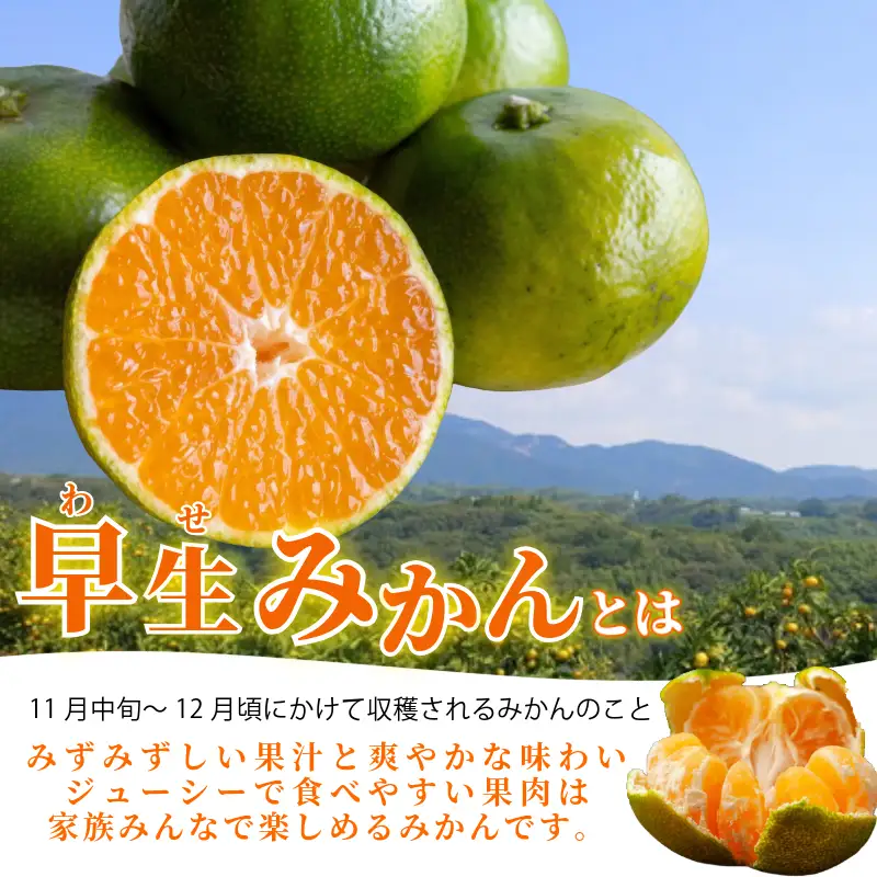 みかん 早生みかん 2.5kg 柑橘 フルーツ 果物