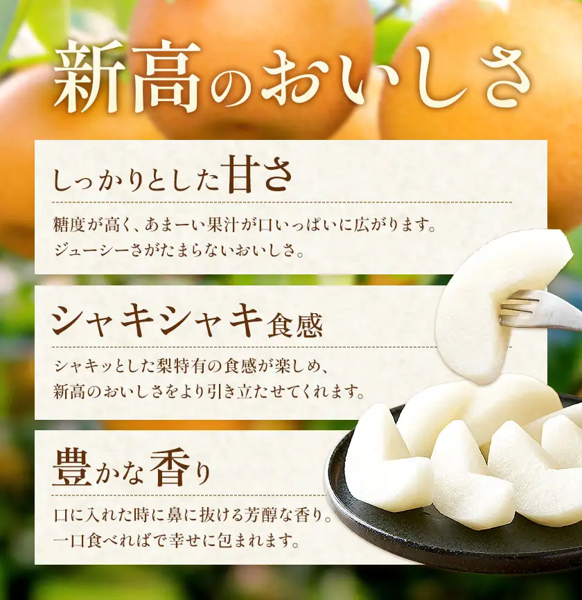 新高梨 3㎏ 贈答用化粧箱（5～9玉） 日本フルーツ株式会社 《9月上旬-10月上旬頃出荷予定》