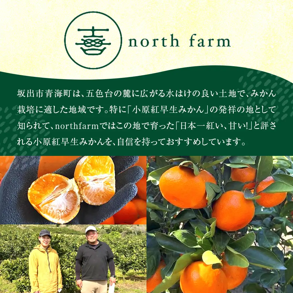 【先行予約】きたさんちのみかん　小原紅早生みかん4.5kg【秀品】（Mサイズ）【12月上旬発送】