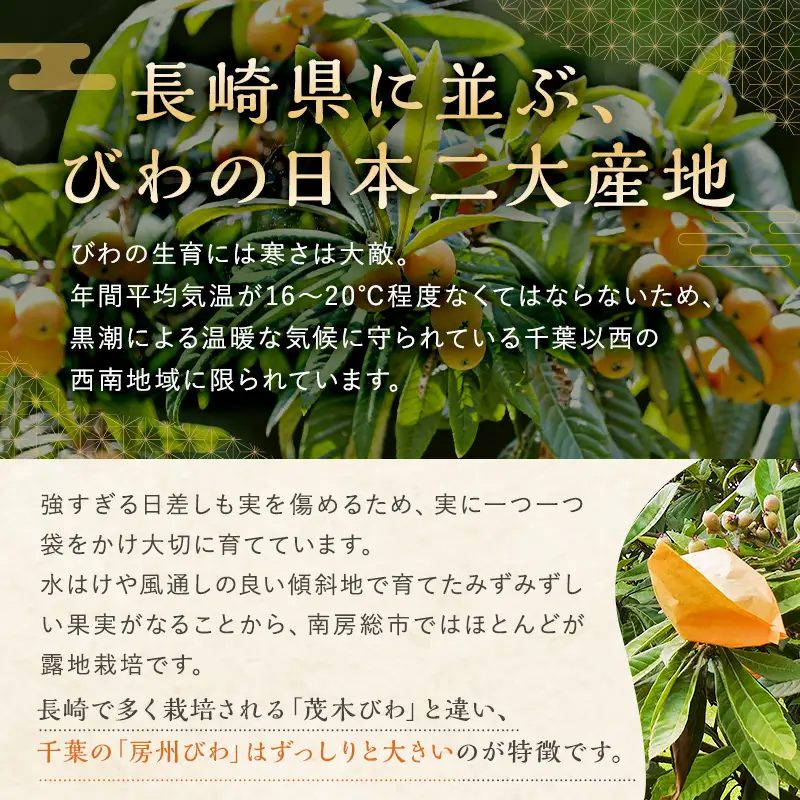 【南房総・道の駅よりお届け】完熟『房州びわ』　 2L以上　1箱（1kg以上）mi0125-0001