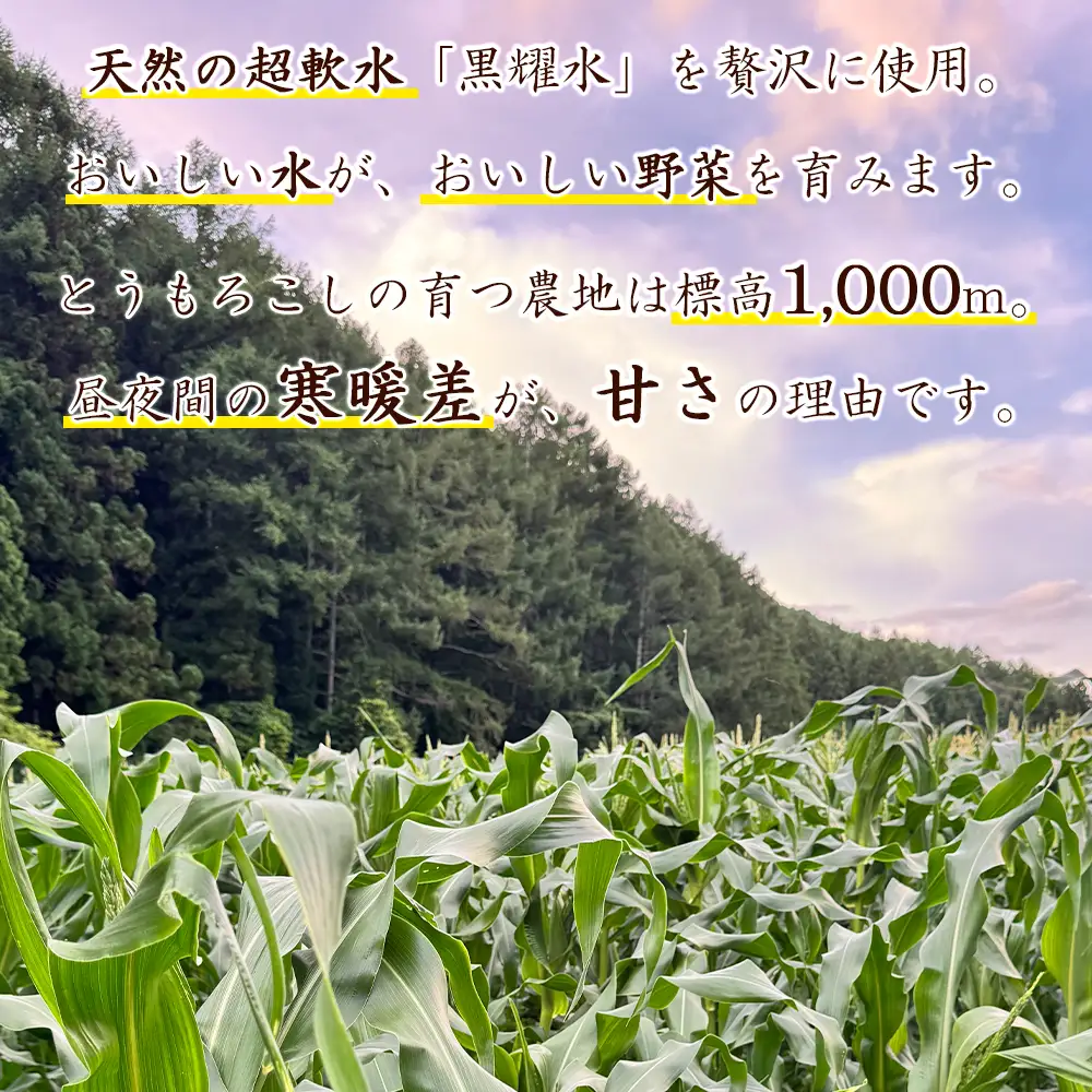 【先行予約】【期間限定】長野県長和町産 黒耀水育ちのあまいとうもろこし 人気３品種食べ比べセット とうもろこし セット 冷蔵便 新鮮スイートコーン 朝採れトウモロコシ