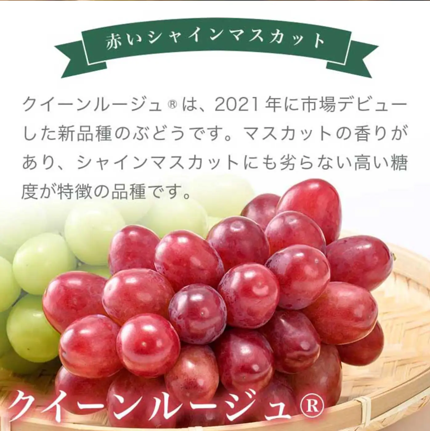 冬に食べるクイーンルージュ®＆シャインマスカット詰合せ 各1房 約1kg ［おぶせファーマーズ］ ぶどう セット 食べ比べ ２種 各 1房 葡萄 ブドウ 果物 フルーツ令和8年産 【2026年11月中旬～12月中旬発送】 [F-554]
