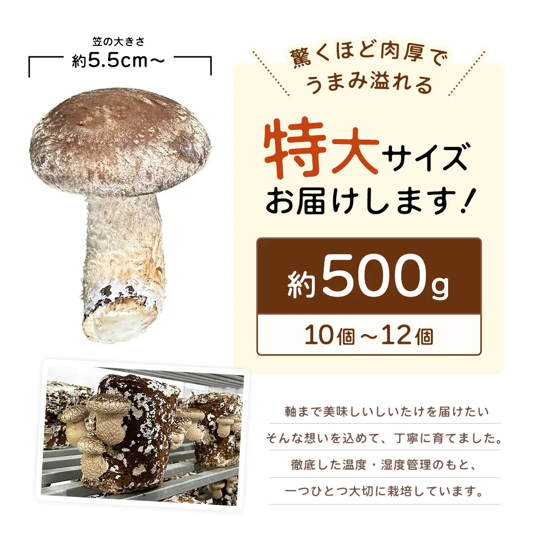 産地直送！軸まで美味しい『軸王しいたけ』特大サイズ 約500g (約10〜12個)