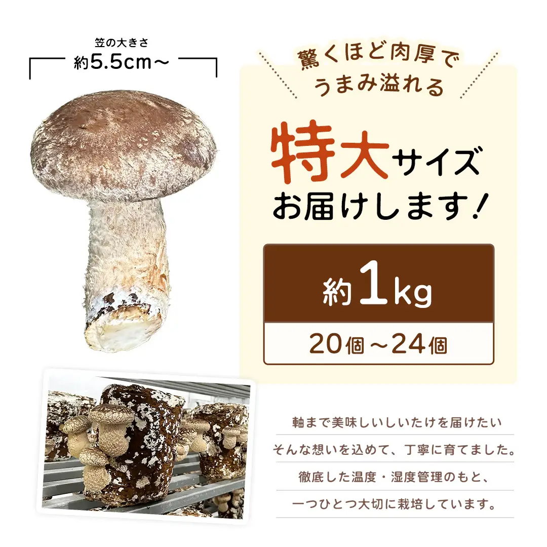 産地直送！軸まで美味しい『軸王しいたけ』特大サイズ 約1kg (約20〜24個)