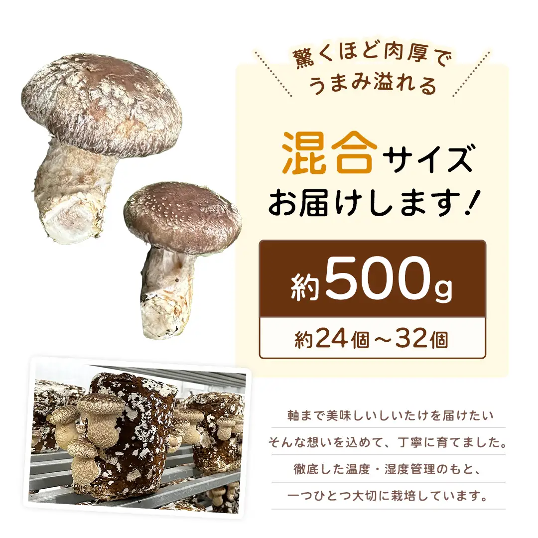 産地直送！軸まで美味しい『軸王しいたけ』サイズ混合 約500g (約24～32個)