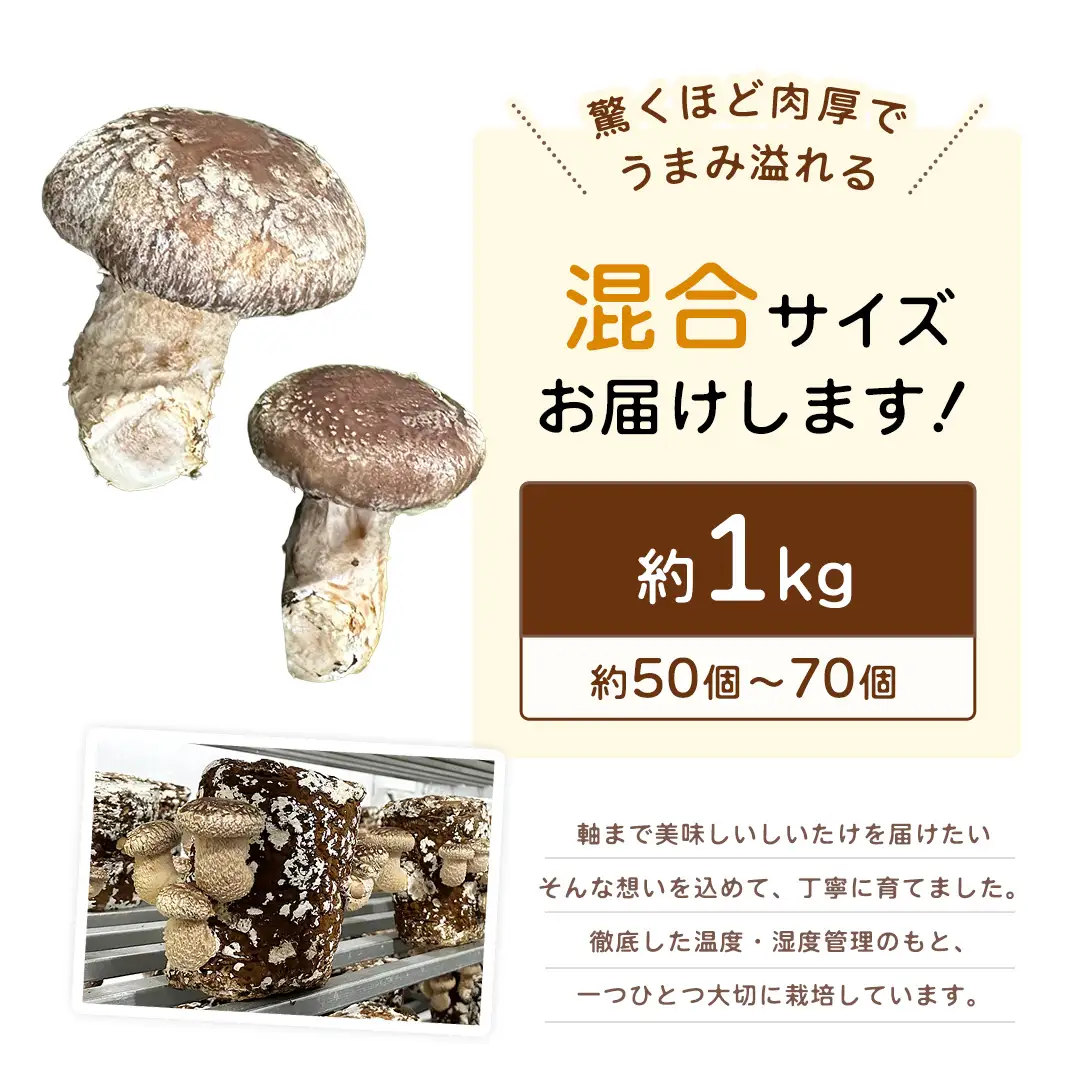 産地直送！軸まで美味しい『軸王しいたけ』サイズ混合 約1kg (約50～70個)