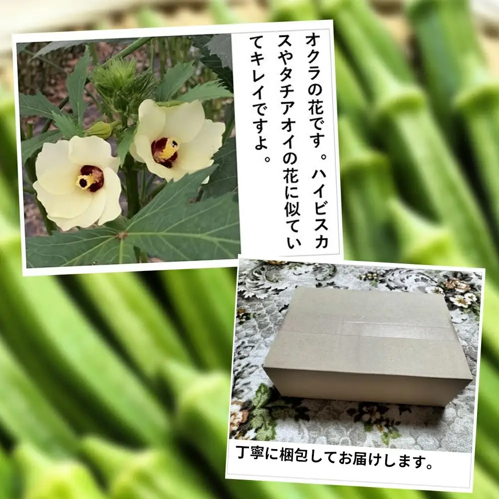 トロッとおいしいオクラ＜40本、約500g＞　40P3223