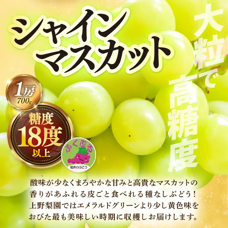 【先行予約】定期便 ≪3回お届け≫ 旬のフルーツ定期便 全3回 赤肉パリスメロン・シャインマスカット・新興梨【2026年7月以降順次発送予定】 [aw077-b005]