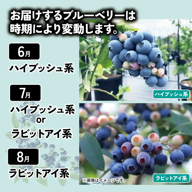 ブルーベリー 350g 大粒 【 ブルーベリー 】