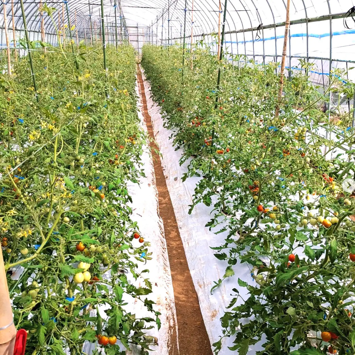 【先行予約】完熟ミニトマト 3kg [JHC002] トマト 野菜
