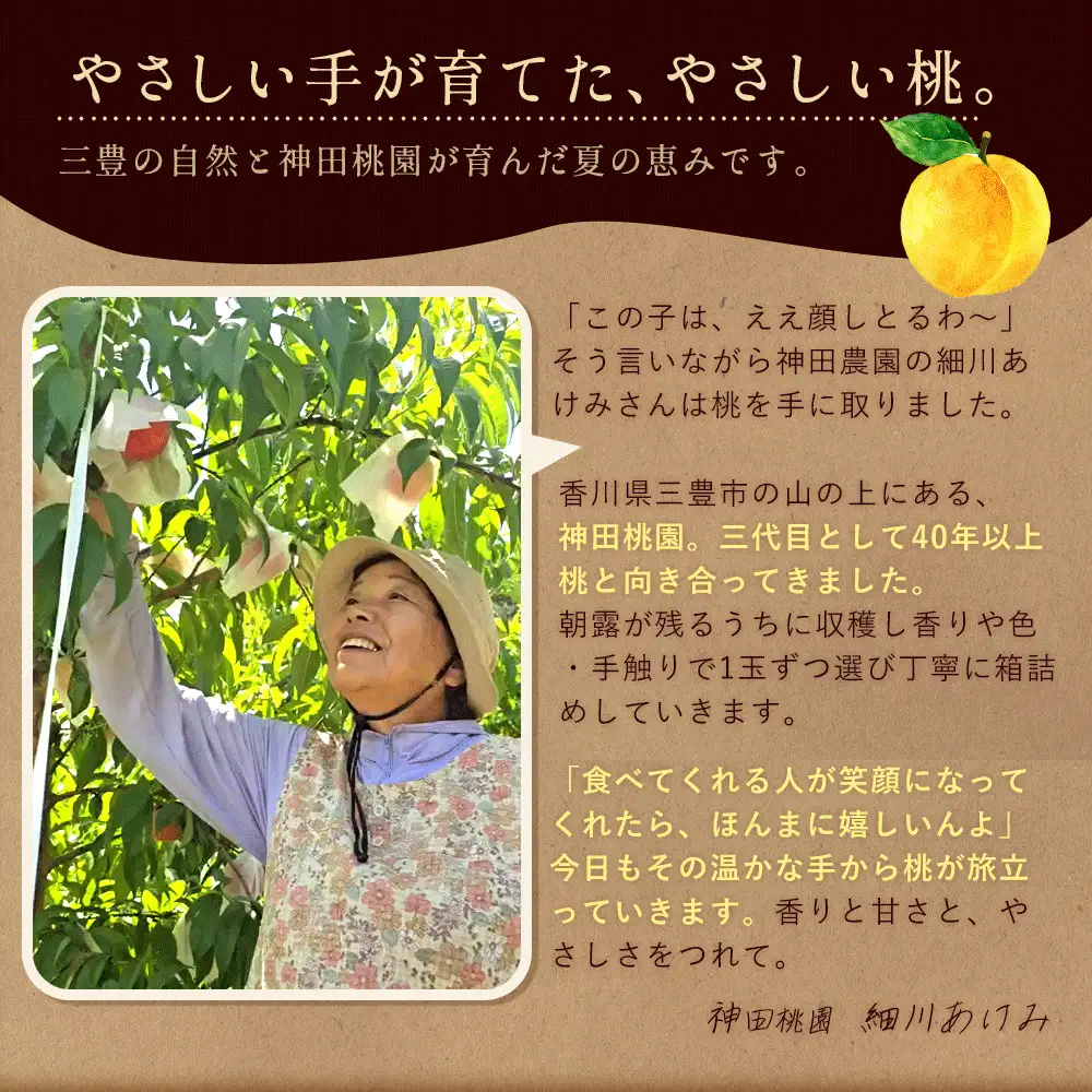 【ふるさと納税】 桃 産地直送 「神田桃園の黄桃」 約3kg  [ フルーツ 名産品 桃 もも モモ 黄桃 果物 くだもの お取り寄せグルメ 三豊市 20000 20, 返礼品 神田桃園 ] ※配送不可地域：北海道・沖縄県・離島