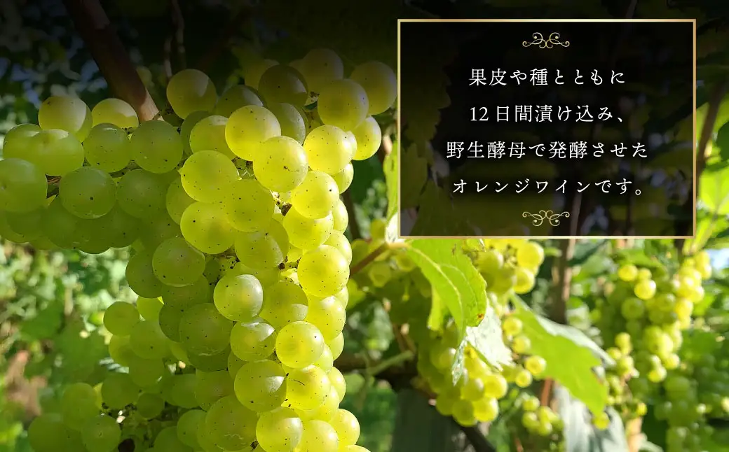 オレンジワイン 山麓のアンバー Pinot Gris 2024 750ml 1本 ワイン お酒 酒 アルコール 洋酒 ぶどう 葡萄 ブドウ 