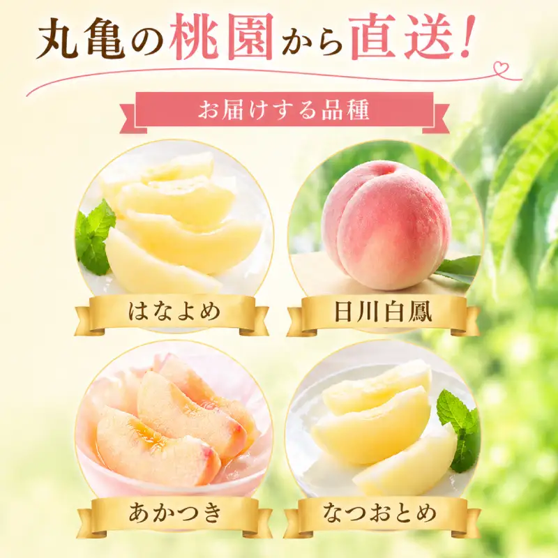 桃園からの定期便 全4回 各約2kg (7～9玉) はなよめ 日川白凰 あかつき なつおとめ